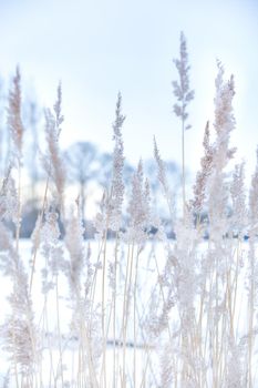 Soft focus abstract natural background of soft plants Cortaderia selloana moving in the wind. Bright and clear scene of plants similar to feather dusters winter landscape background ice white design