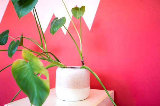 The stylish interior of modern green plant in retro hipster clay pots. Modern plant compostion with pink background wall texture and copy space. home decoration cozy