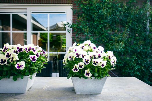 flowers on the table in garden, white purple daisy stylish decoration in the summer with with house and big window on the background modern design green landscape