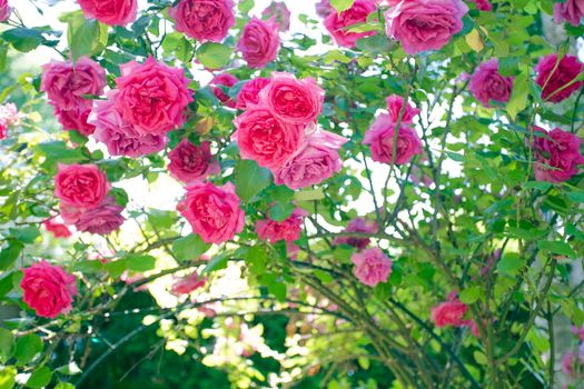 field of pink roses Rosaceae against blue sky with green leafs in garden in the summer background texture romantic design copy space