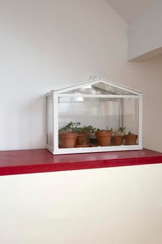 Small greenhouse, terrarium for self ecosystem green house plants, modern decoration, bontanical grow indoors with copy space white wall