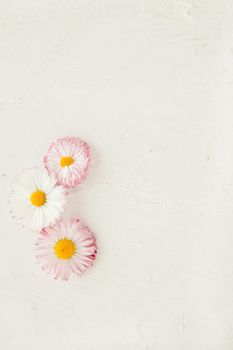 pink Daisy Flower Bellis perennis on white wooden surface. mock up with backgroung