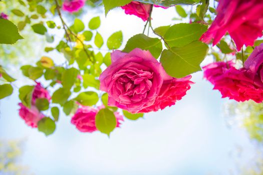 field of pink roses Rosaceae against blue sky with green leafs in garden in the summer background texture romantic design copy space