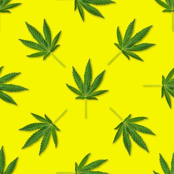 Hemp or cannabis leaves seamless pattern. Close up of fresh Cannabis leaves on yellow background