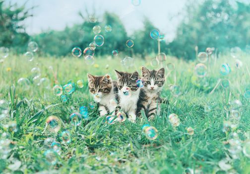 Three little kitten sitting among soap bubbles on summer green meadow. Image with vintage instagram filter