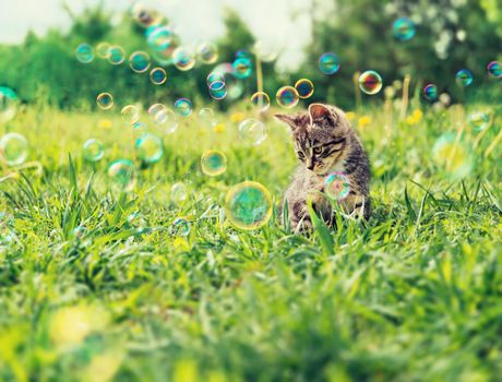 Cute kitten sitting among soap bubbles on summer grass