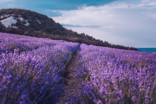 Lavender flower blooming scented fields in endless rows. Selective focus on Bushes of lavender purple aromatic flowers at lavender field. Abstract blur for background.