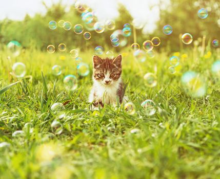 Little kitten sitting among soap bubbles on summer meadow. Image with sunlight effect