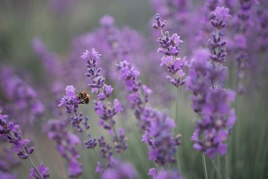 Lavender flower blooming scented fields in endless rows. Selective focus on Bushes of lavender purple aromatic flowers at lavender field. Abstract blur for background.