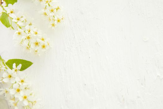 Beautiful pastel floral border with bird cherry beautiful blurred background. shallow depth of field . white mock up background with flowers