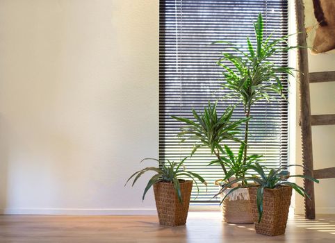 Modern indoor green plants in woven basket retro interior near a window of lovely home, stylish room interior with various home plants modern design copy space