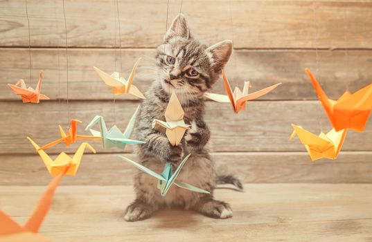Curiosity little kitten playing with colorful paper origami birds cranes and looking at camera on wooden background