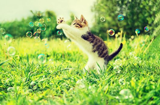 Cute little kitten playing with soap bubbles on summer grass outdoor