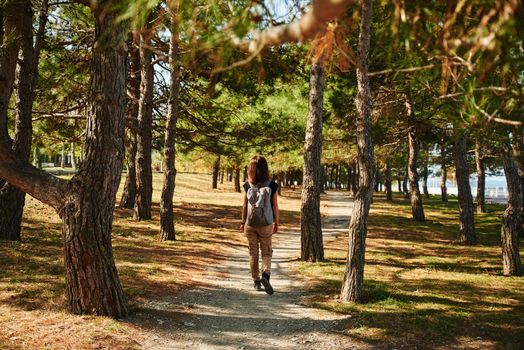Tourist woman walking in pine tree park at sunny day, rear view