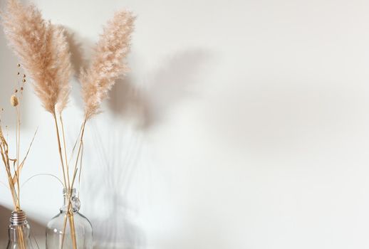 Dried pampas grass in glass vase on wooden table near white background, modern bright decoration for home interior, copy space,space for text