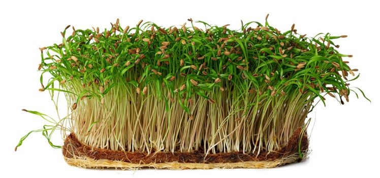 Micro green sprouts of fennel isolated on white background