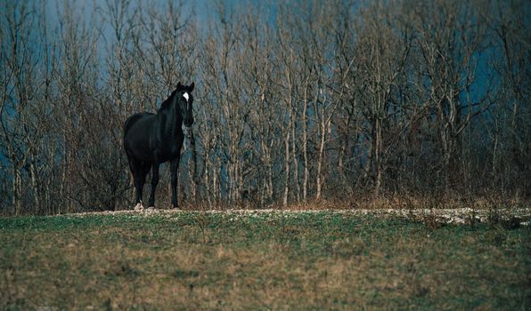 Beautiful one black horse in autumn outdoors