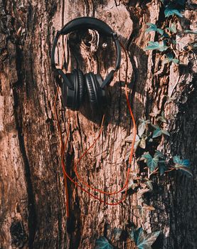 Headphones hanging on a tree in forest, concept of nature music. Image with color filter