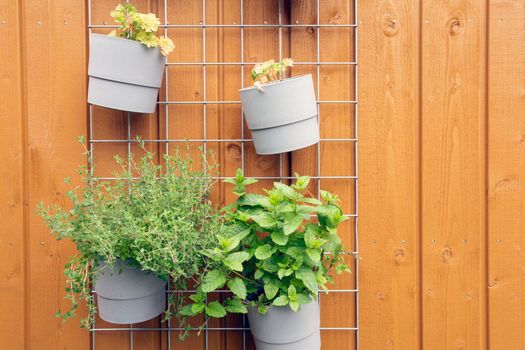 Fresh herb hanging in modern pots in garden on wooden background wall modern decoration outdoors of stylish home closeup