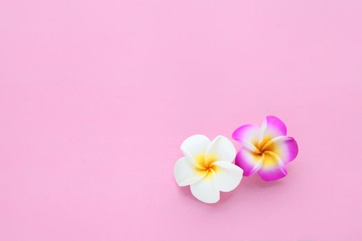 tropical flowers seamless plain background with white and pink frangipani flower, floral texture for wallpaper or backdrop. spring floral concept for decorations with copy space for text