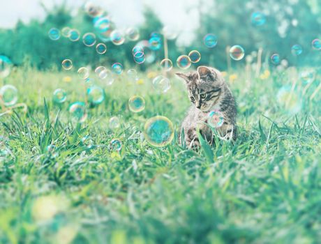 Cute kitten sitting among soap bubbles on summer grass. Image with vintage instagram filter