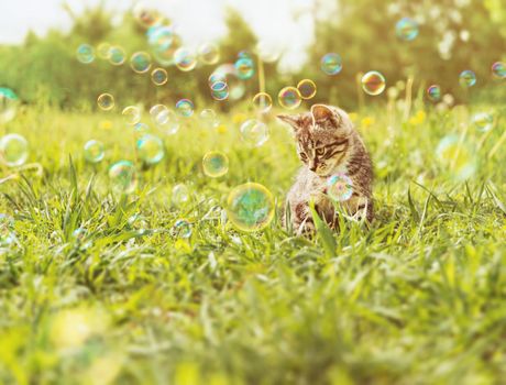 Cute kitten sitting among soap bubbles on summer grass. Image with sunlight effect