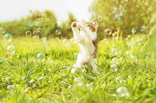 Little kitten playing with soap bubbles on summer meadow. Image with sunlight effect