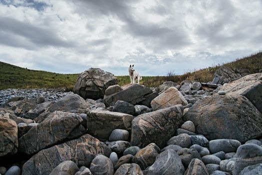 Cute alone white dog walking on stones on nature in summer