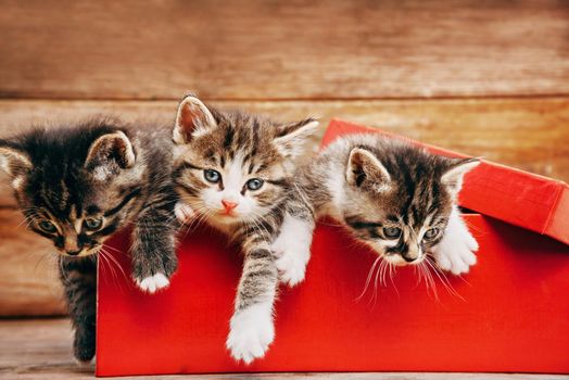 Little three cute kittens sitting in a red box on wooden background