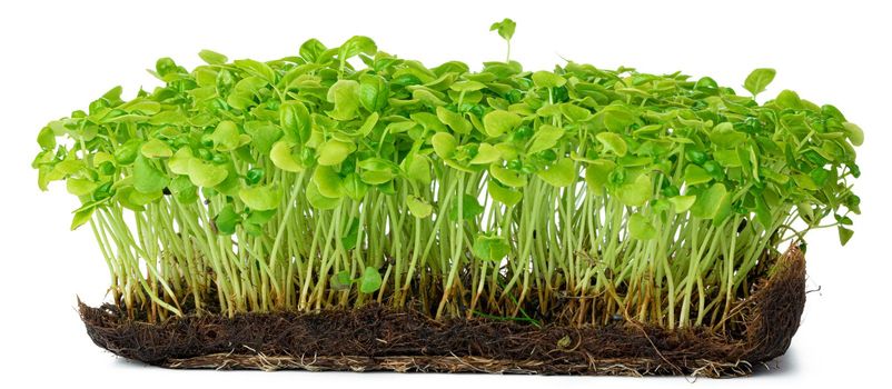 Micro green sprouts of sunflower isolated on white background