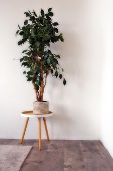 White empty room with indoor green plant in woven basket near blank wall, scandinavian style, retro modern interior with copy space background space for text home decoration concept