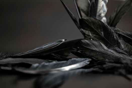 Black feather abstract background texture dark modern design, peace of bird wing concept