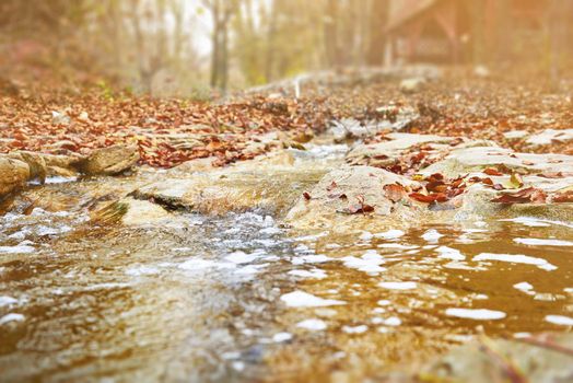 Close-up image of stream in autumn forest, nature background. Image with sunlight effect.