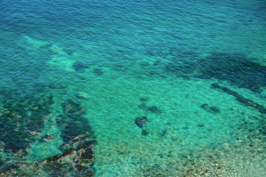 Sea plant in blue transparent water, nature background
