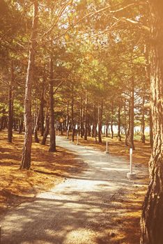 Image of footpath in pine tree park with sunlight effect