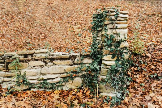 Old stone fence with foliage plants in autumn park outdoor
