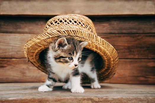 Curiosity little kitten under the hat on wooden background