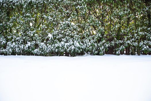 Snow covered lawn and hedge in the backyard in the winter, beautiful cozy nature landscape background with copy space colorful and bright light