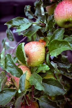 Ripe fresh apples hanging in tree with rain drops, colorful green and red apples in garden, natural background closeup