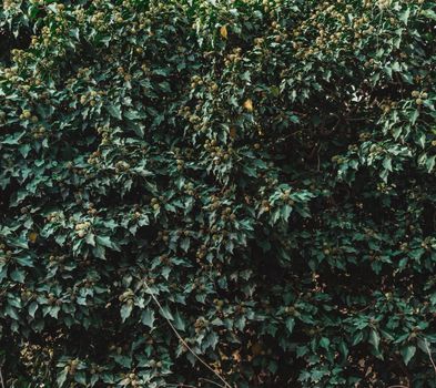 Green shrub, nature background