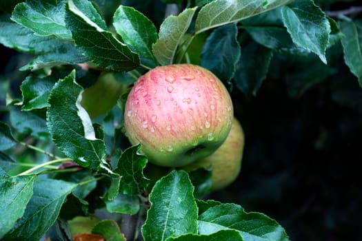 Ripe fresh apples hanging in tree with rain drops, colorful green and red apples in garden, natural background closeup