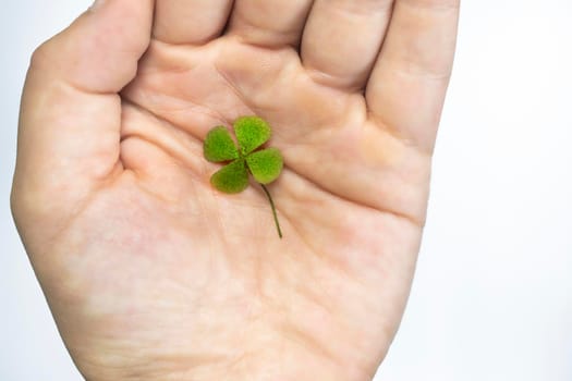 Isolated hand with green four leaf clover, sign of luck, sign of great fortune. closeup Clover four