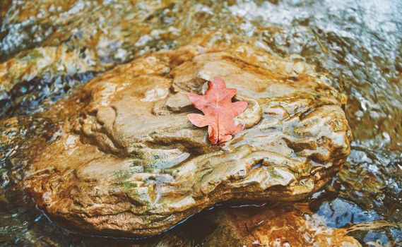 Autumn yellow dry oak leaf on stone in creek