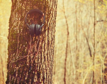 Headphones hanging on a tree in autumn forest, concept of nature music. With instagram filter
