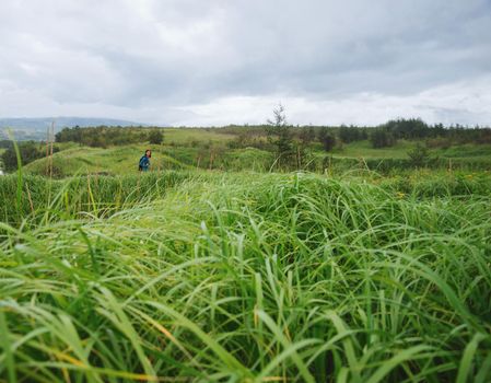 Hiker woman with backpack walking among high green grass in summer at cloudy weather