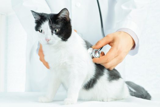 Unrecognizable male veterinarian listening a sick cat in hospital