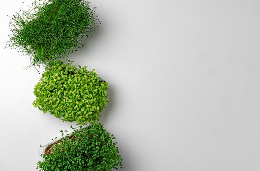 Top view of micro green trays on white background, copy space