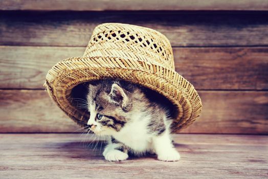 Little kitten under the hat on wooden background. Image with retro vintage instagram filter