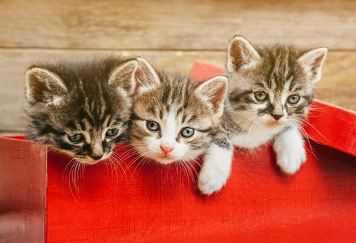 Three cute tabby kittens sitting in a red box on wooden background