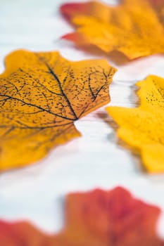 Background group of colorful autumn orange maple leaves on white wooden background with defocuse, beautiful nature background fall season retro modern background close up